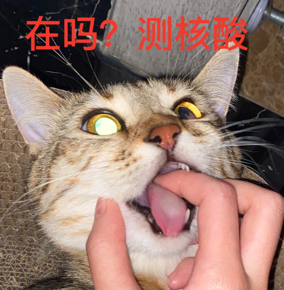 阴阳眼机器狸花猫也需要测核酸吗06