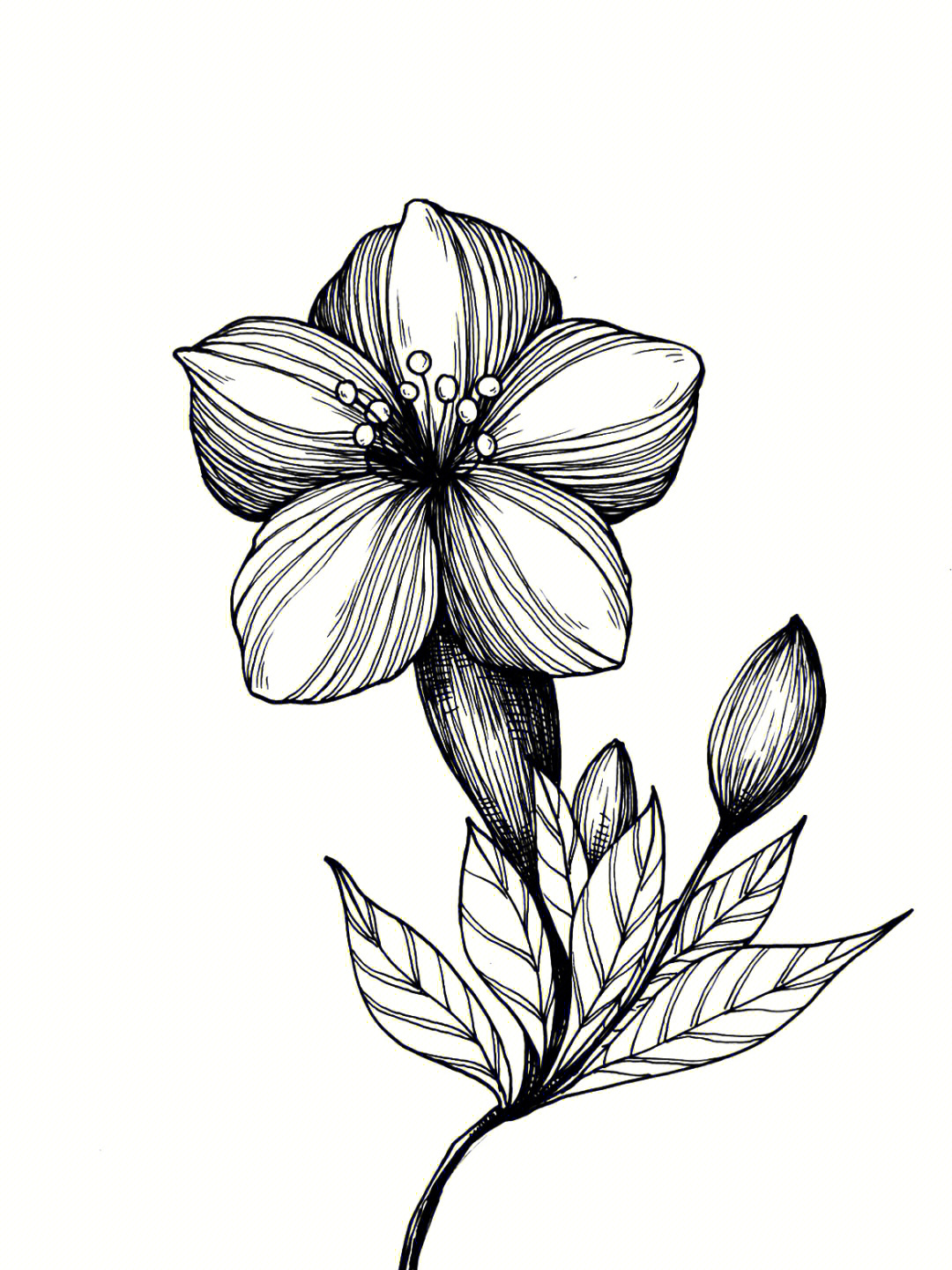 花卉绘画步骤教程图黑白插画