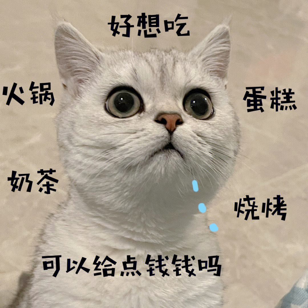 小猫咪表情包第三弹