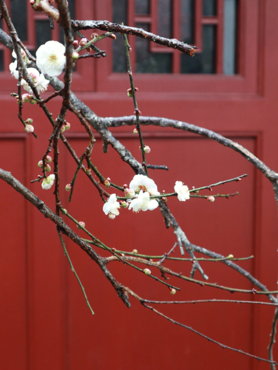 福州林阳寺梅花花期图片