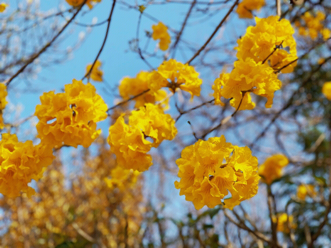 广州看黄花风铃图片