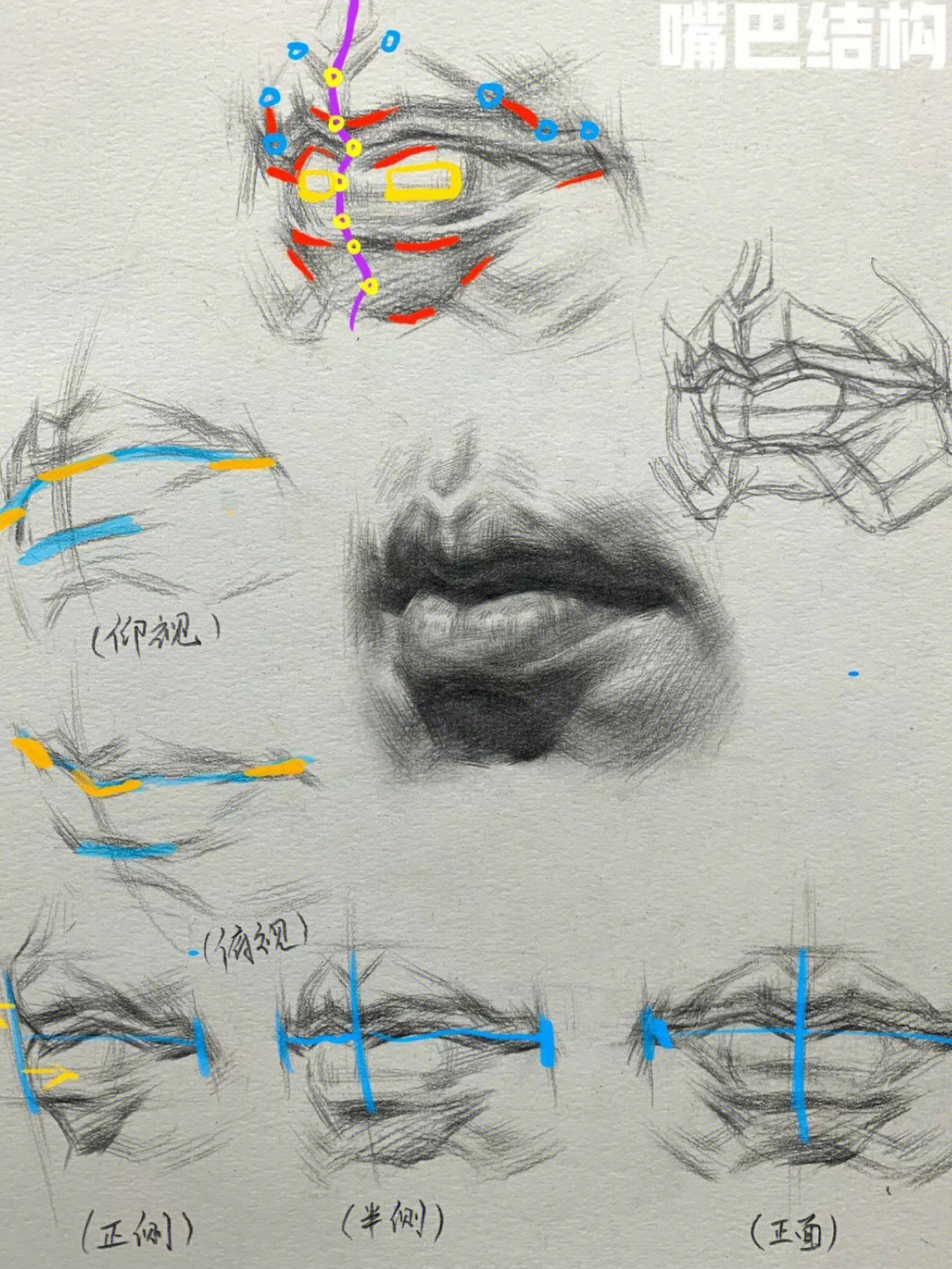 嘴唇解剖结构层次图片图片