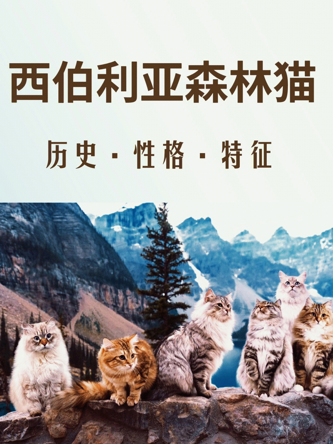 西伯利亚森林猫的历史性格和特征介绍