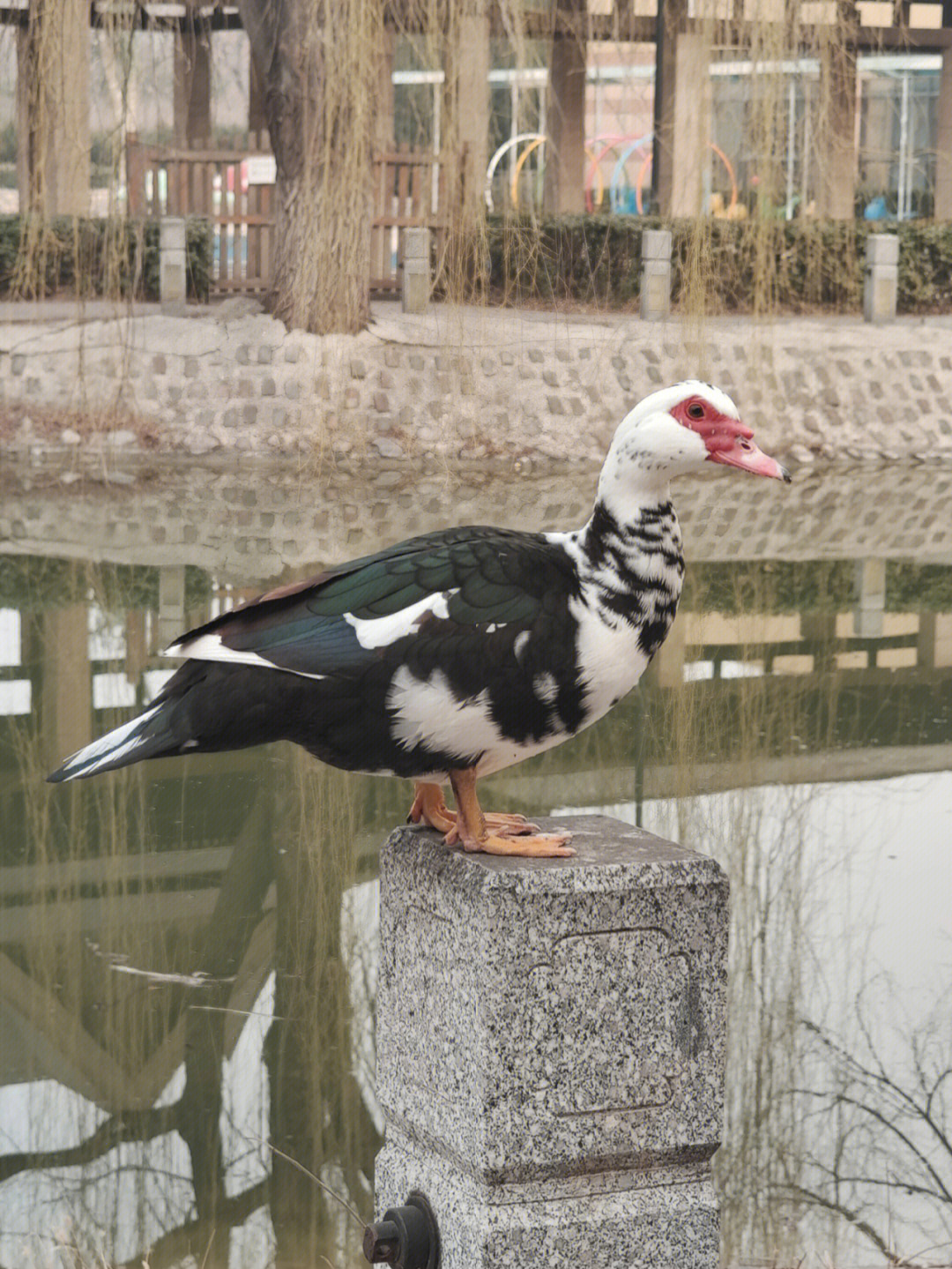 彩灯鸭图片