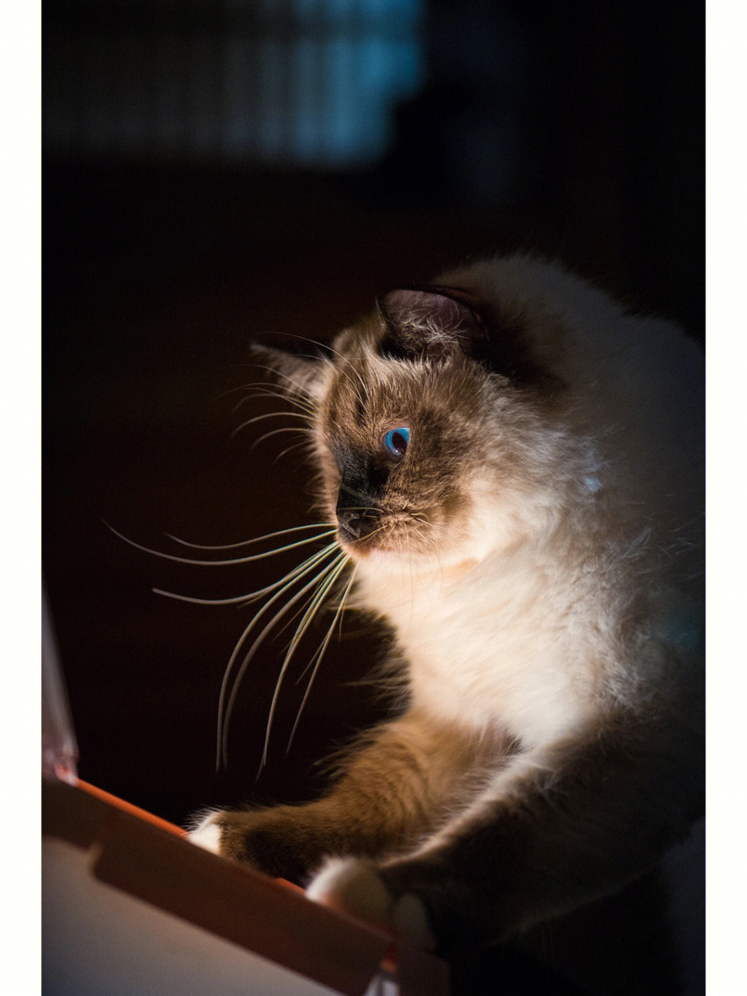 天津宠物摄影怎么把你家猫拍的古灵精怪呢