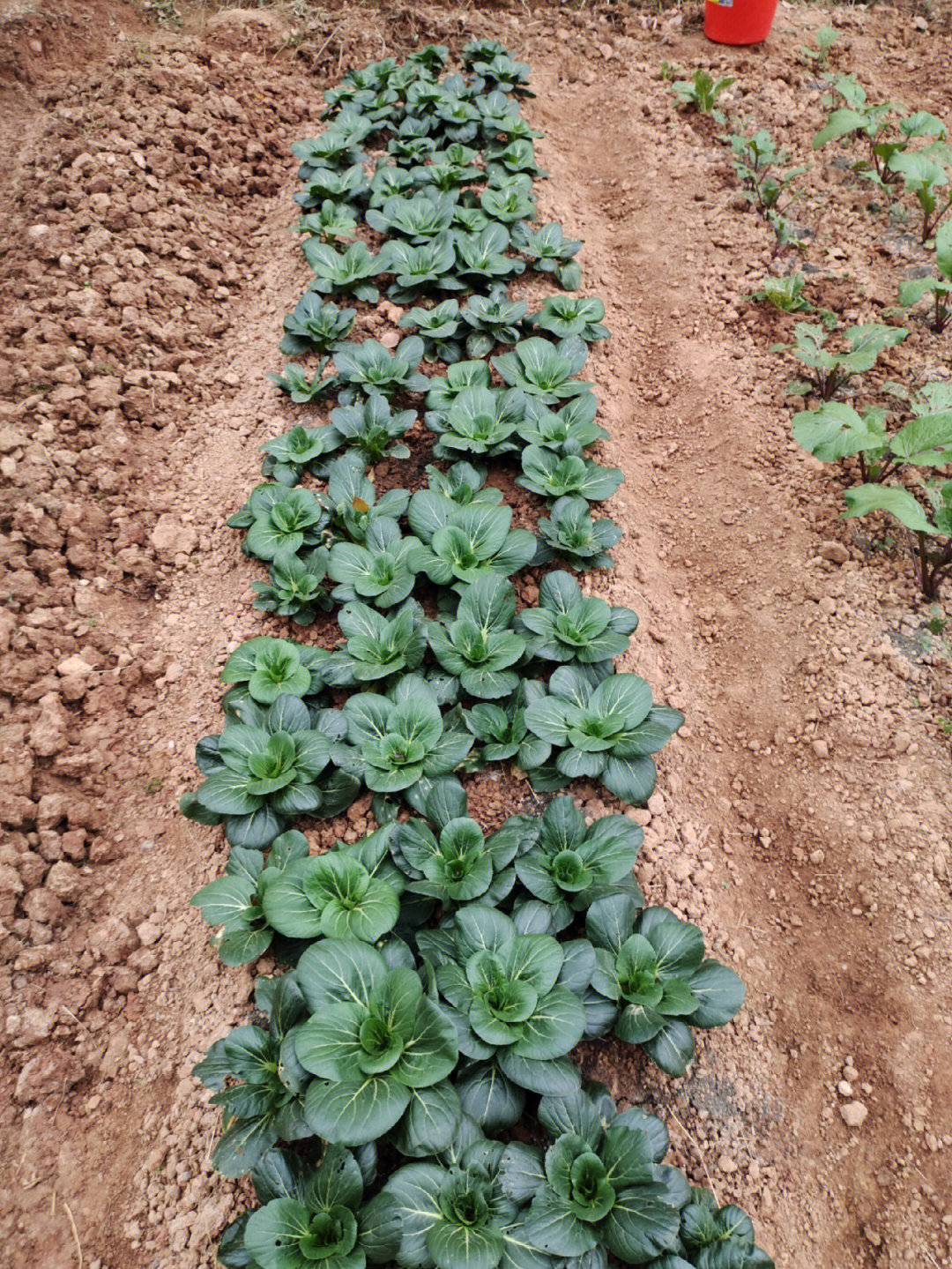 红菜苔移植一个月后开花抽苔,苏州青绿冬青移植一个月后可以收割.