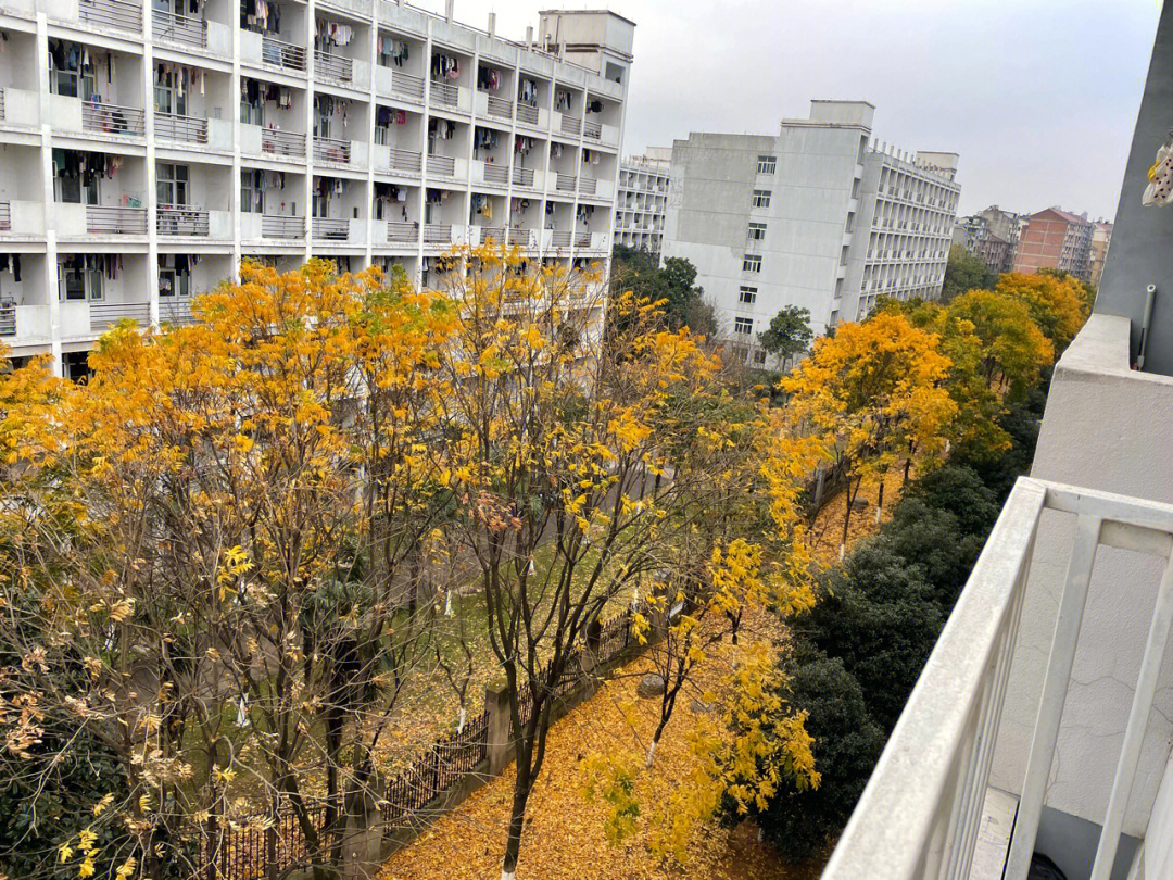 浙江师范大学启明公寓图片