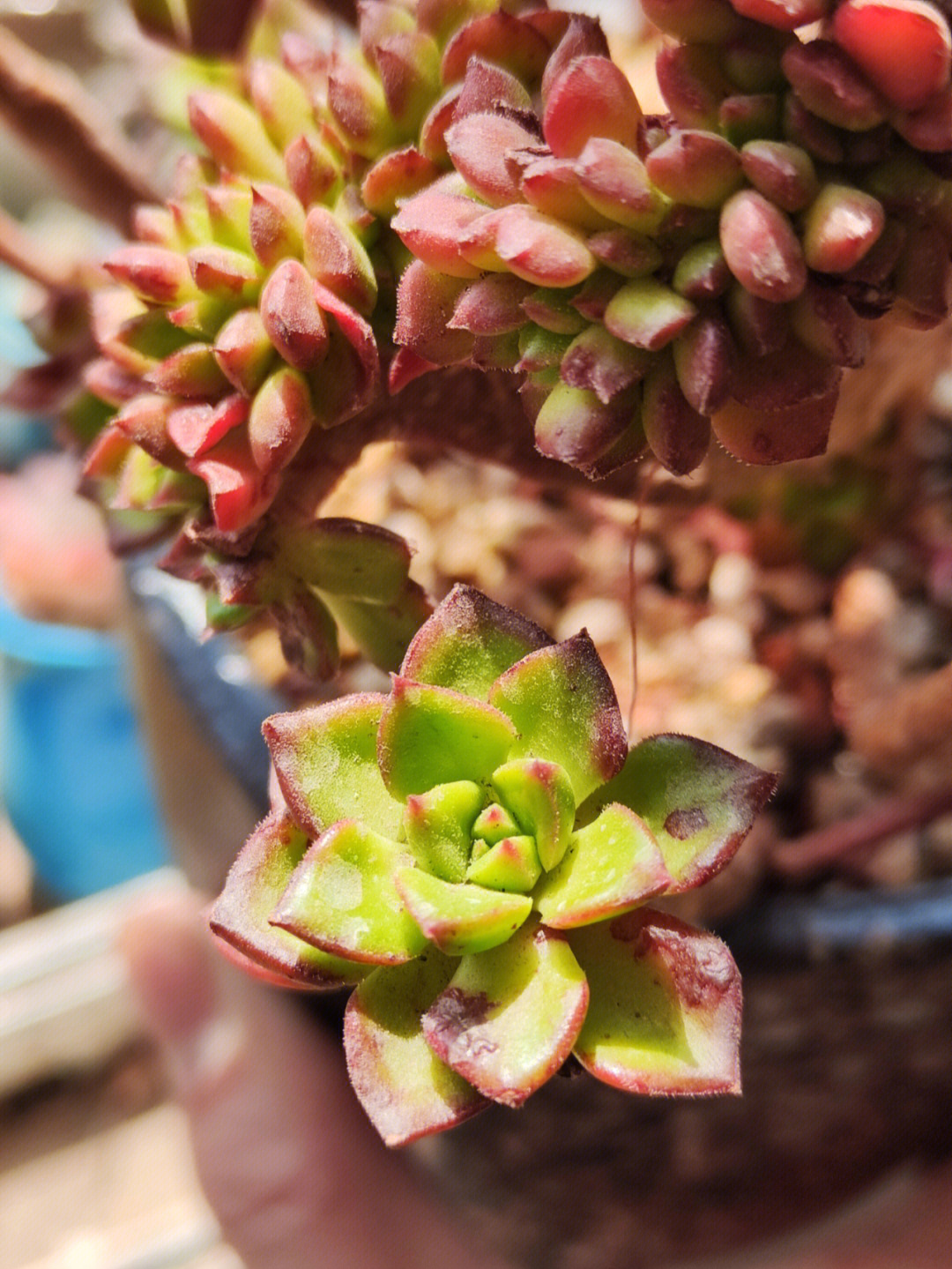 多肉植物生病图片大全图片