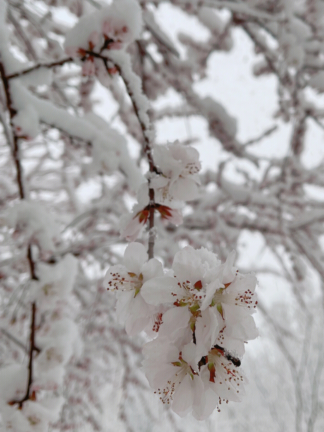 黄金100秒白雪雪图片