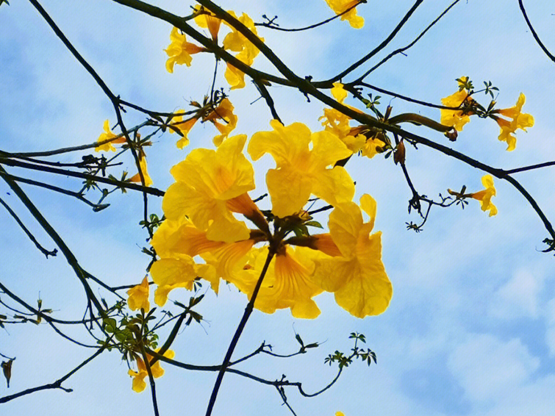 黄风铃花诗句图片