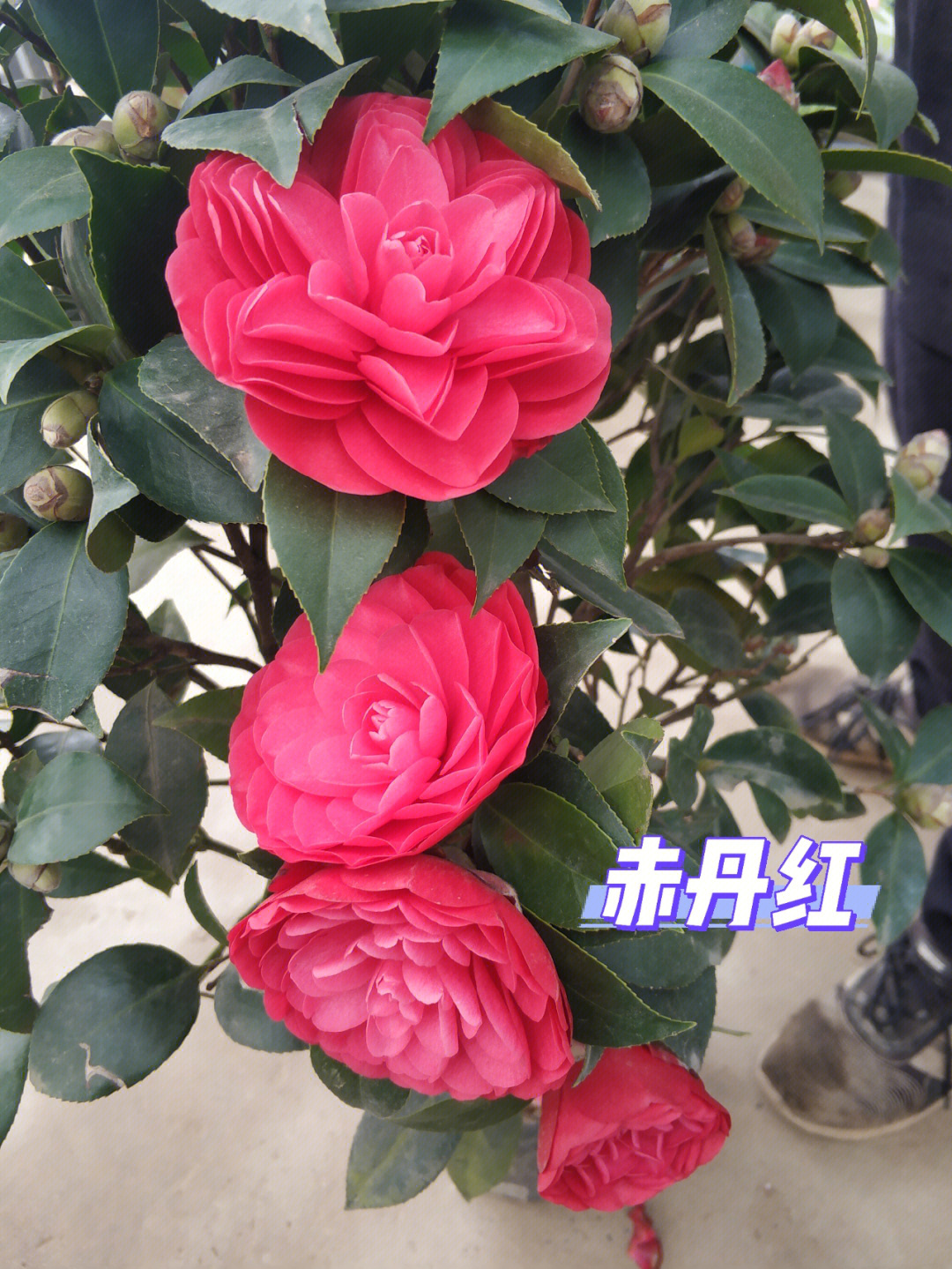 茶花的品种极多,是中国传统的观赏花卉"十大名花"中排名第八,亦是