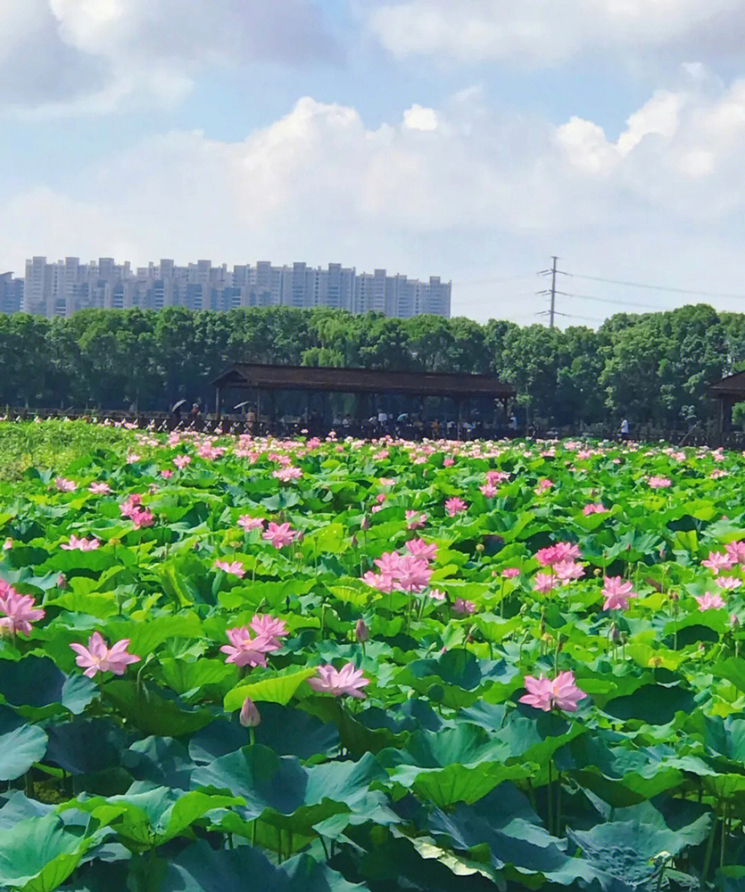 苏州荷塘月色湿地公园