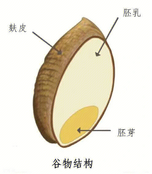 植物种子胚乳图片