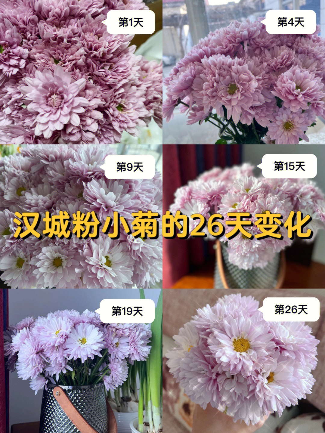 雏菊和洋甘菊区别图片