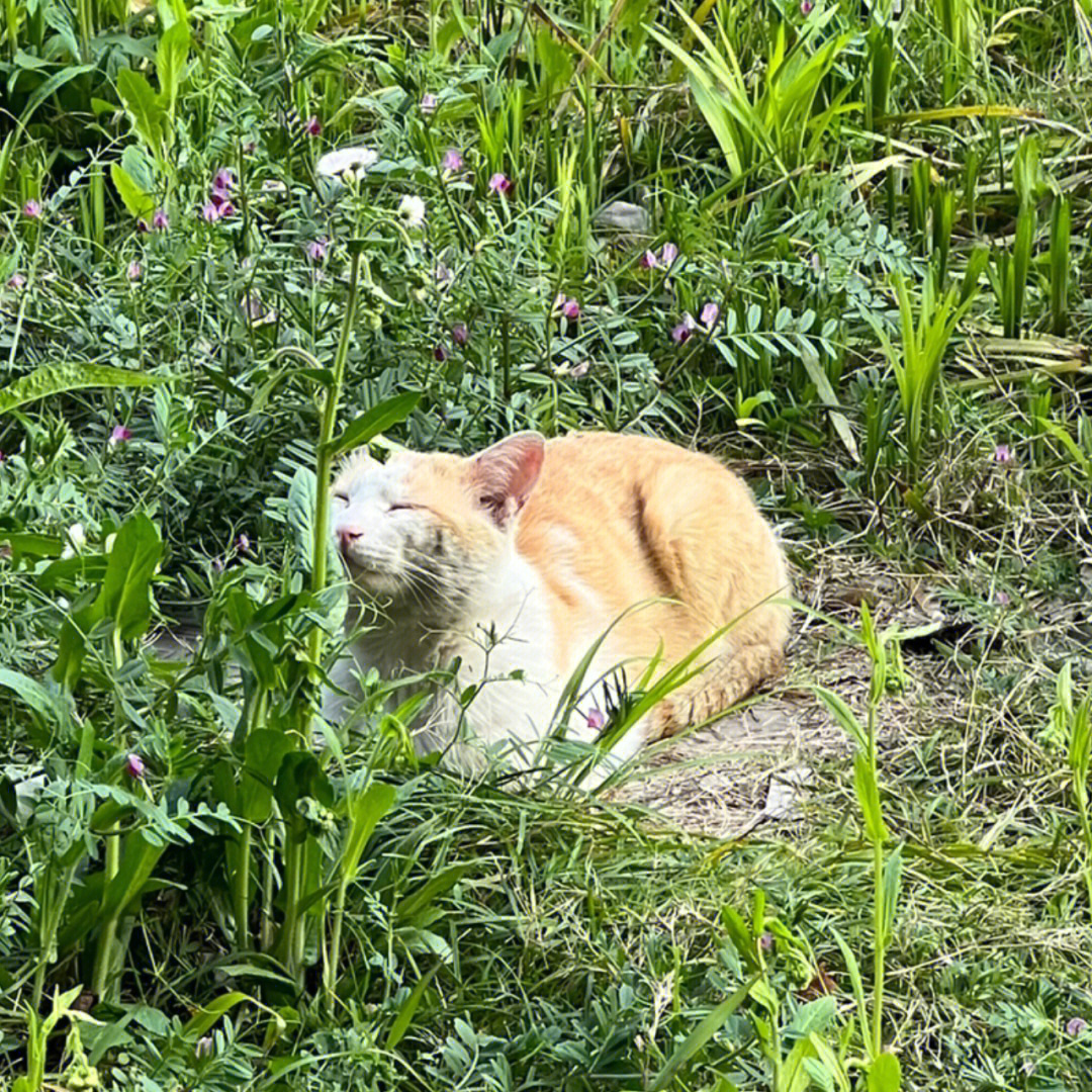 流浪猫