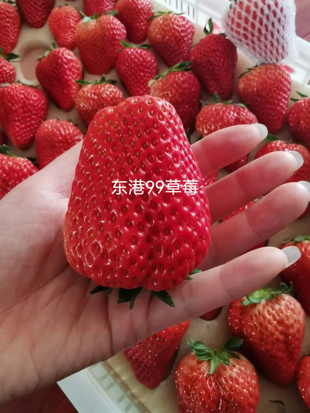 丹东九九草莓简介百科图片