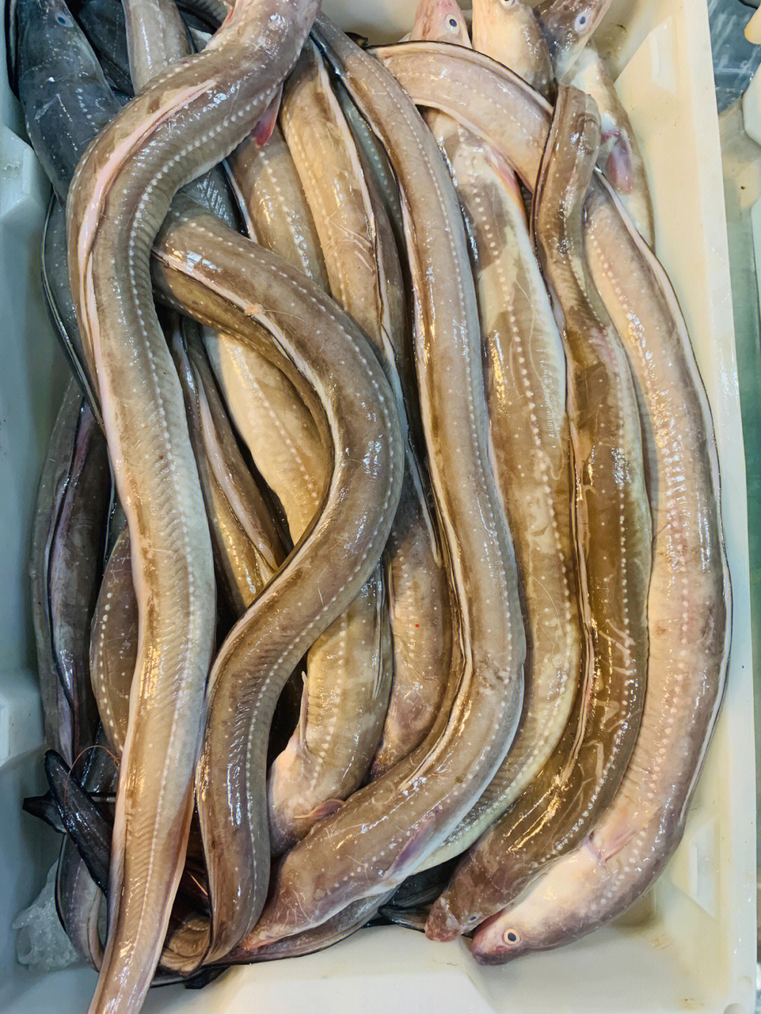 野生山鳗鱼图片图片