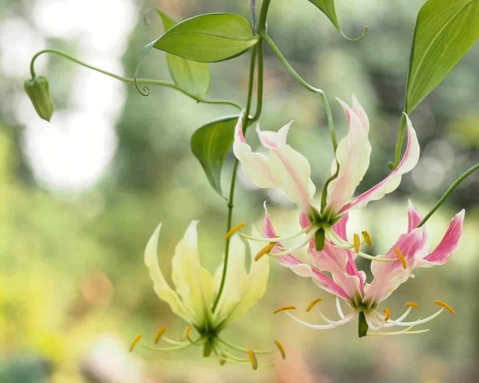 百合花的变化过程图片