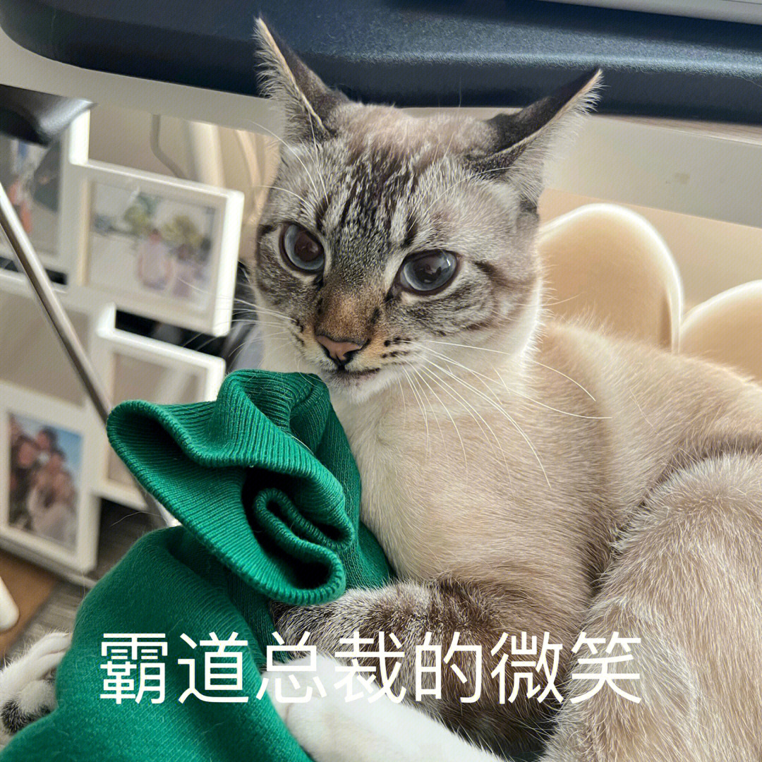 这个逻辑猫表情有点东西