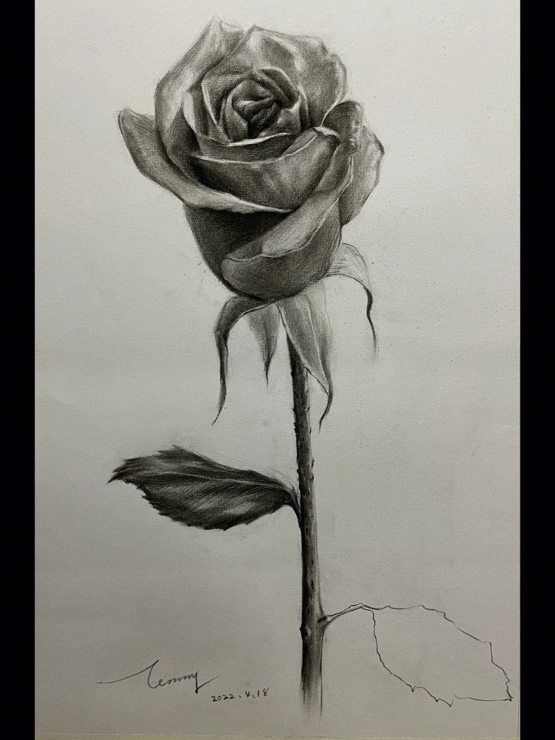 玫瑰花素描 精微图片