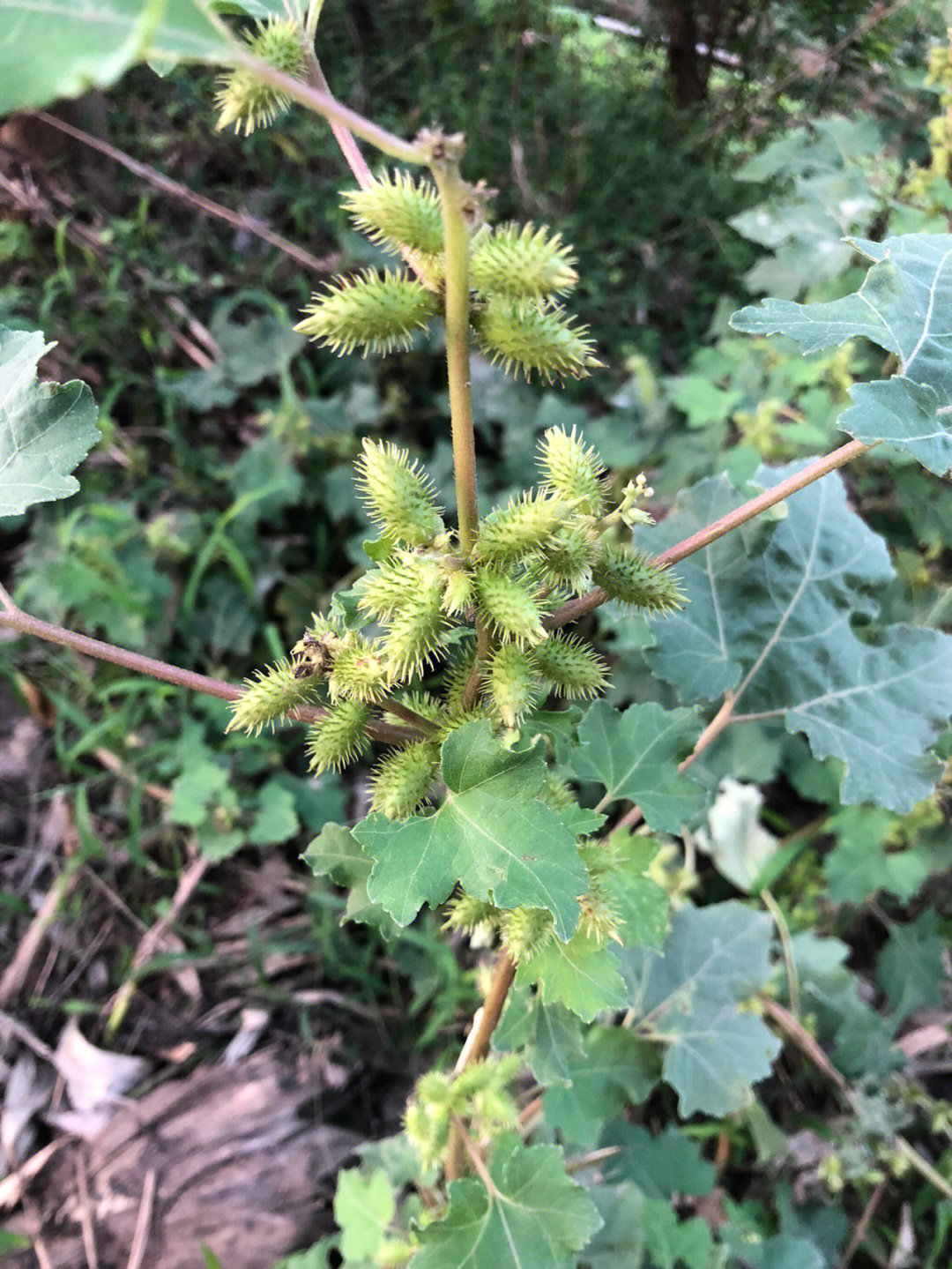 这边好多野生的苍耳子不入药感觉有点浪费