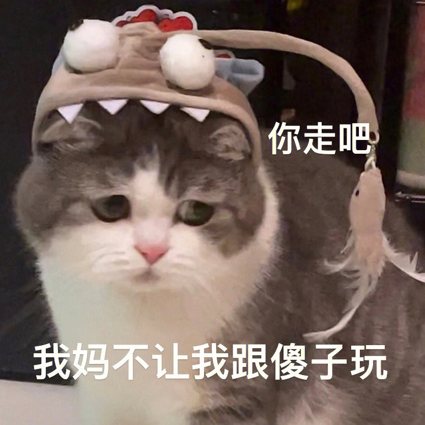 小猫表情包#猫咪表情包#傻猫#可爱表情包