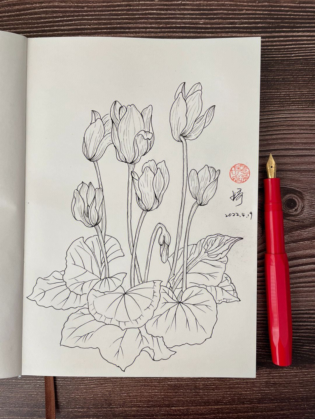 钢笔画花卉仙客来