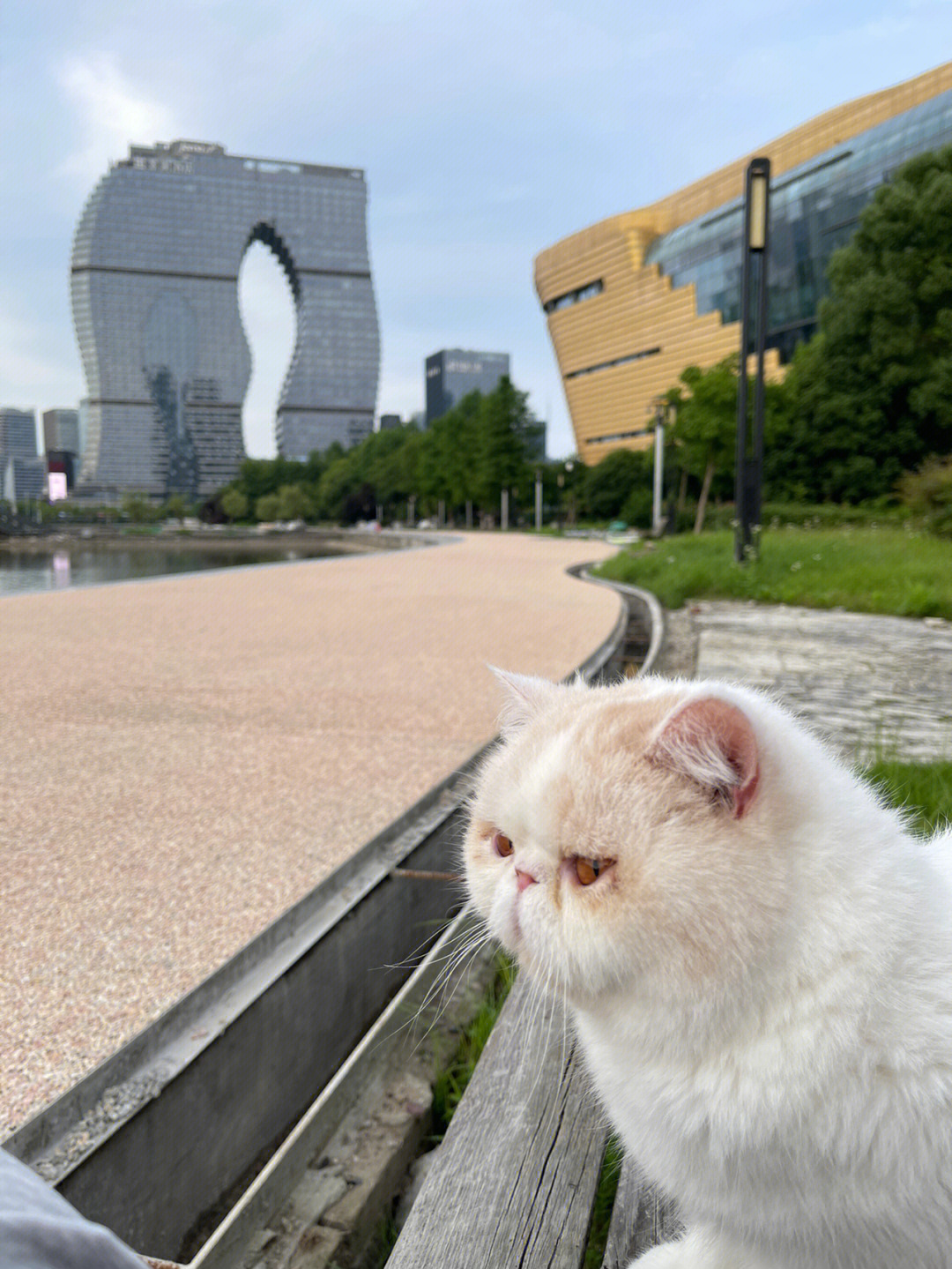 加菲猫对着日落的图片图片