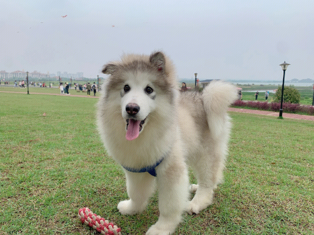 阿拉斯加犬幼犬趴着图片