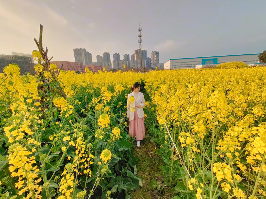 成都温江油菜花