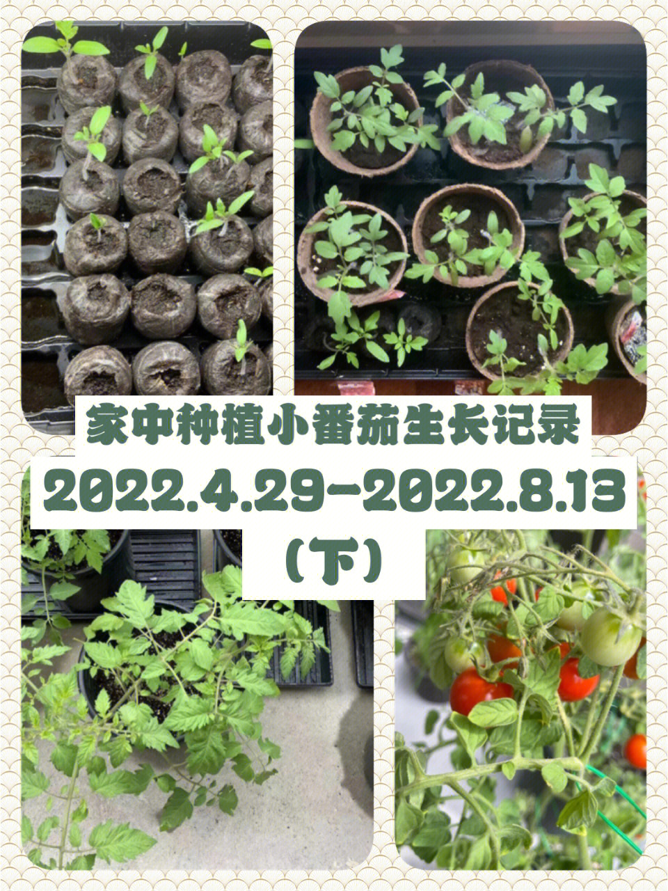 西红柿种植成长记录表图片