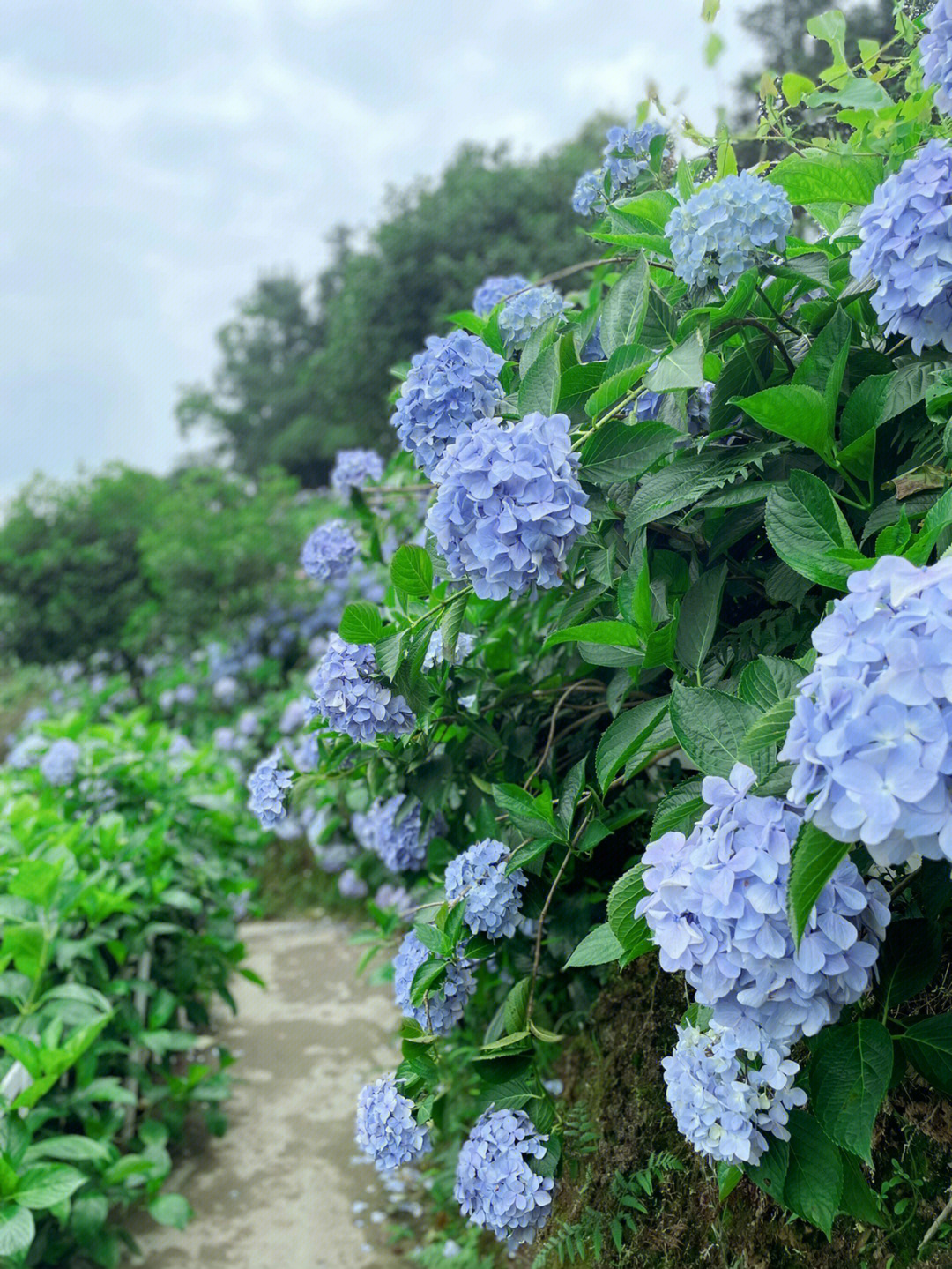 漫山遍野的绣球花