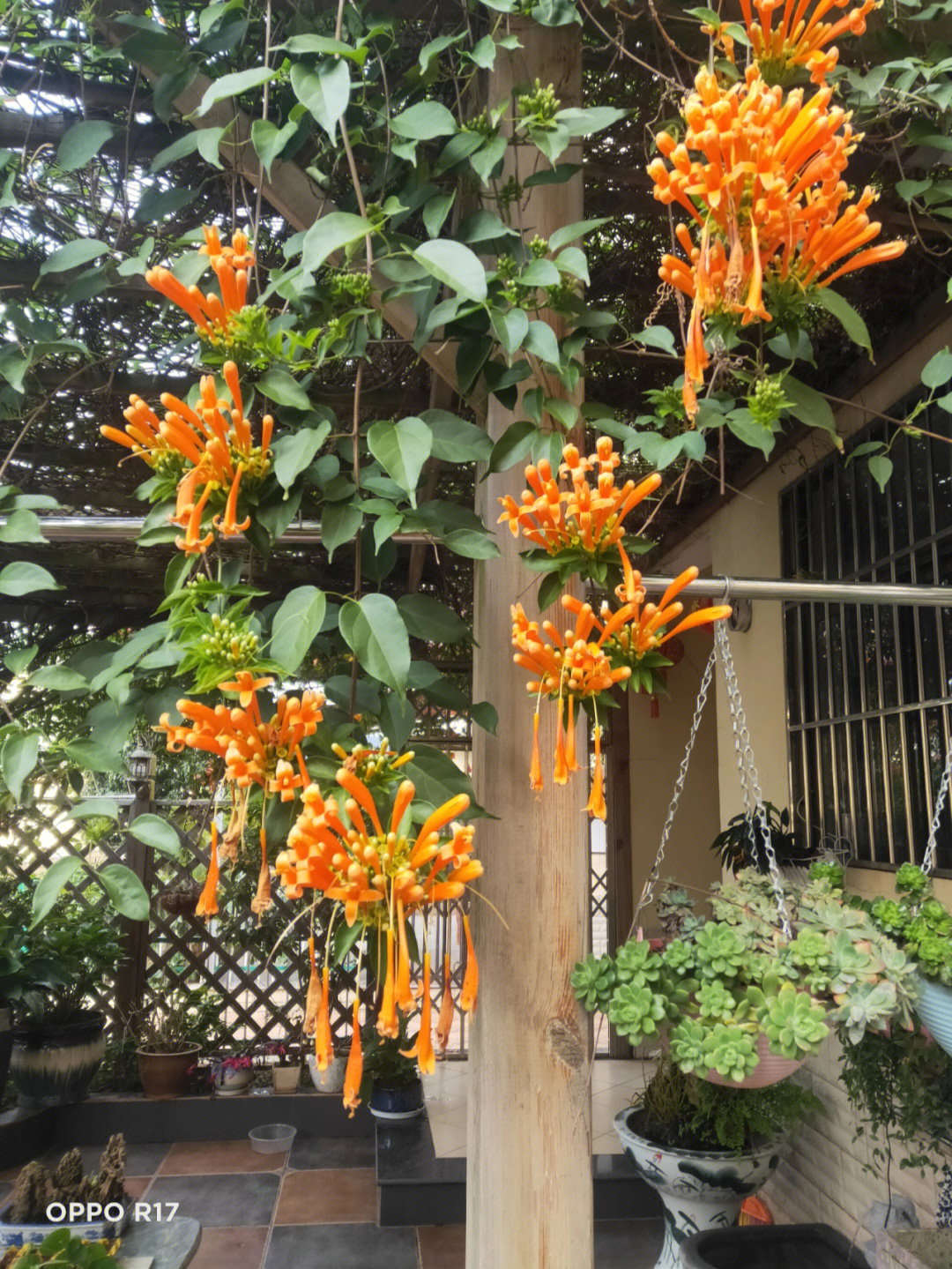 阳台种炮仗花吉不吉利图片