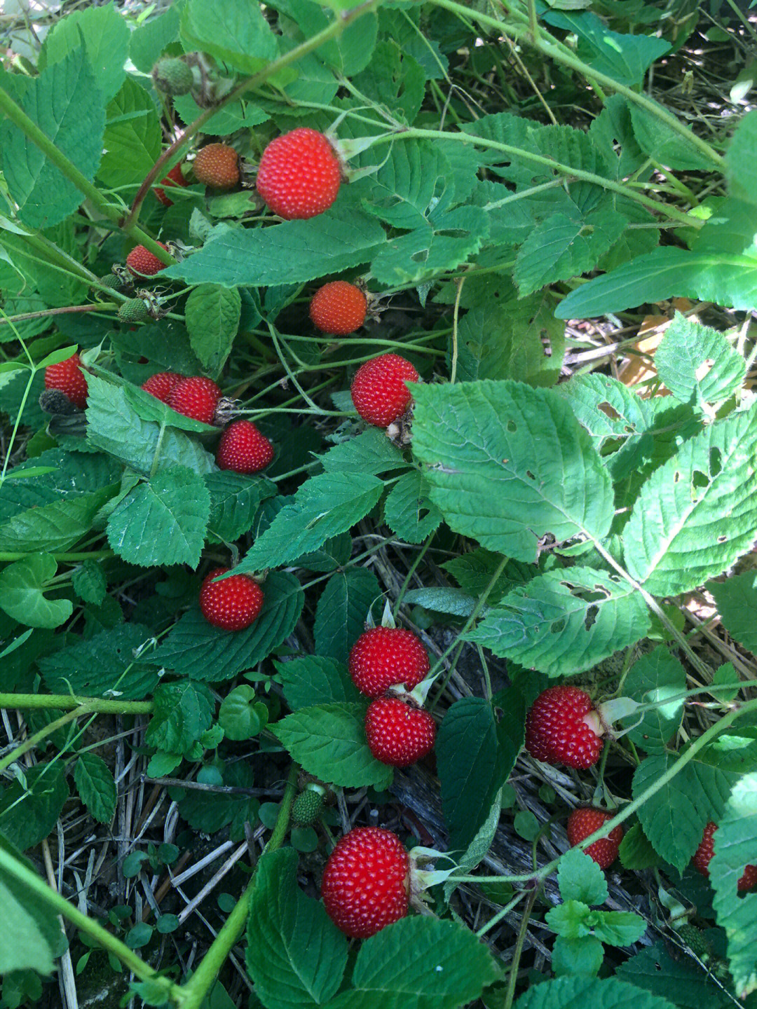 福州野草莓红树莓覆盆子(地址看图四)