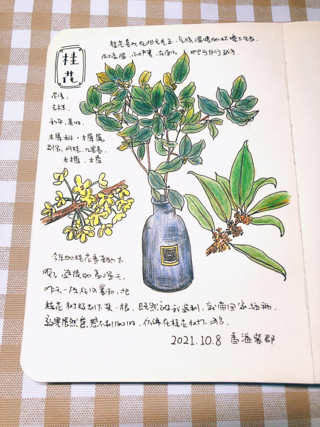植物记录卡桂花图片