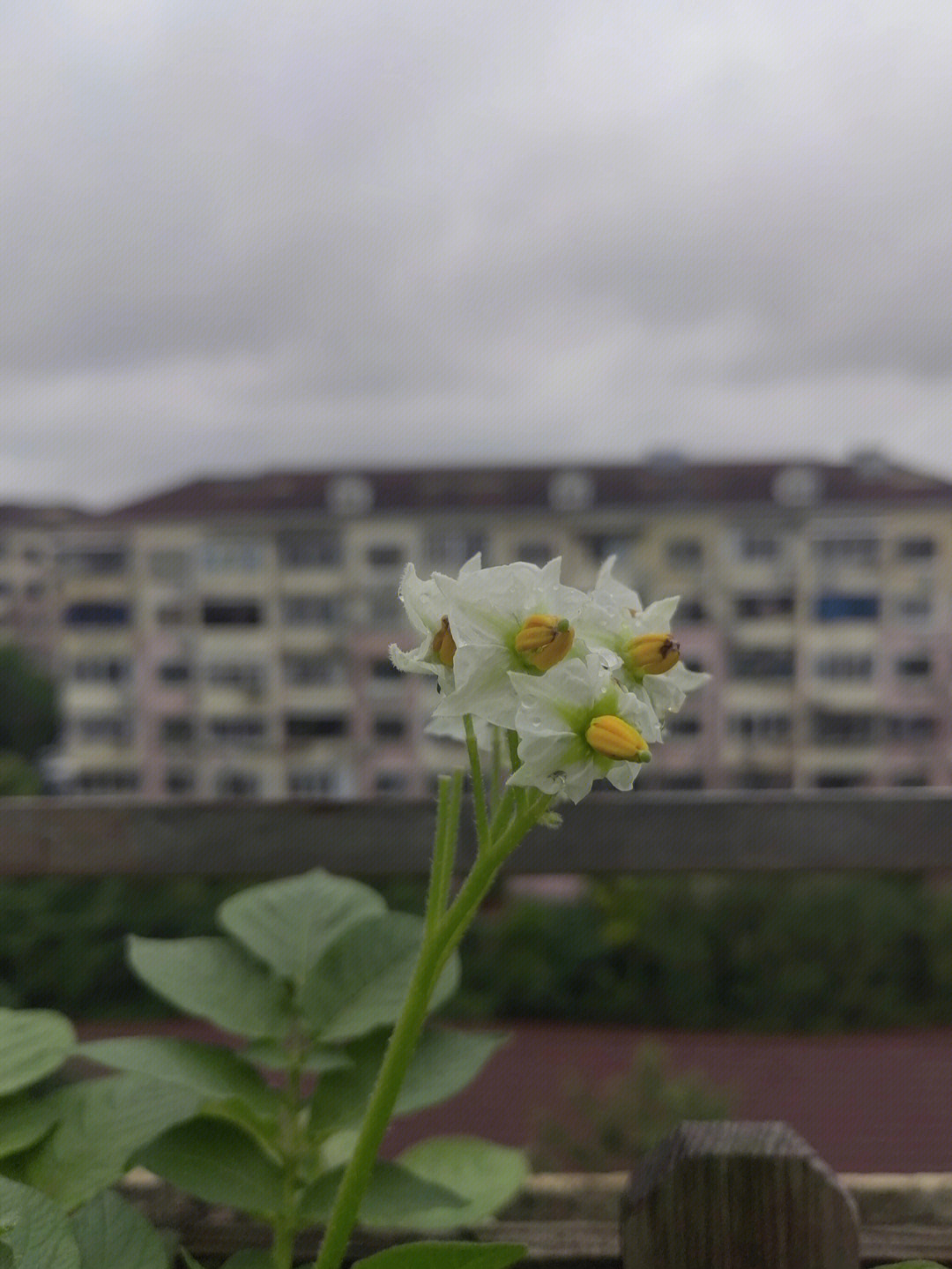 马铃薯开花结果图片图片