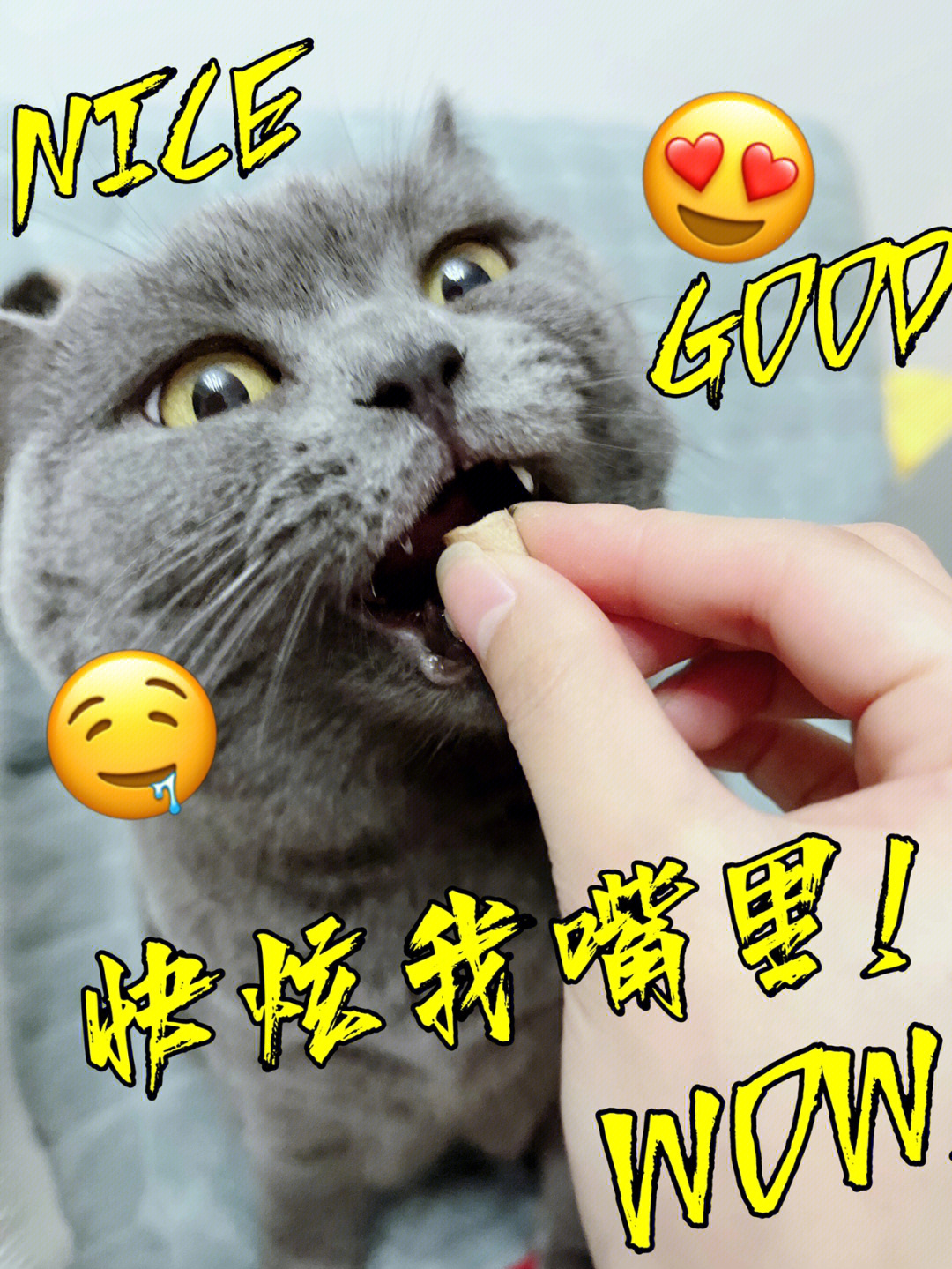 打开,猫主子就闻着味儿立马扒拉过来了,迫不及待的小模样像极了贪吃鬼