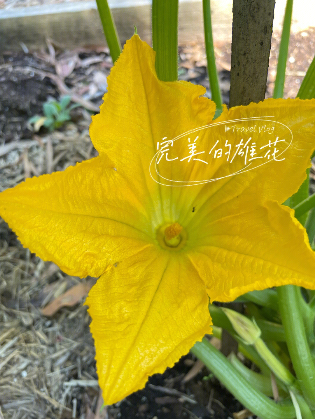 葫芦雌花与雄花的图片图片