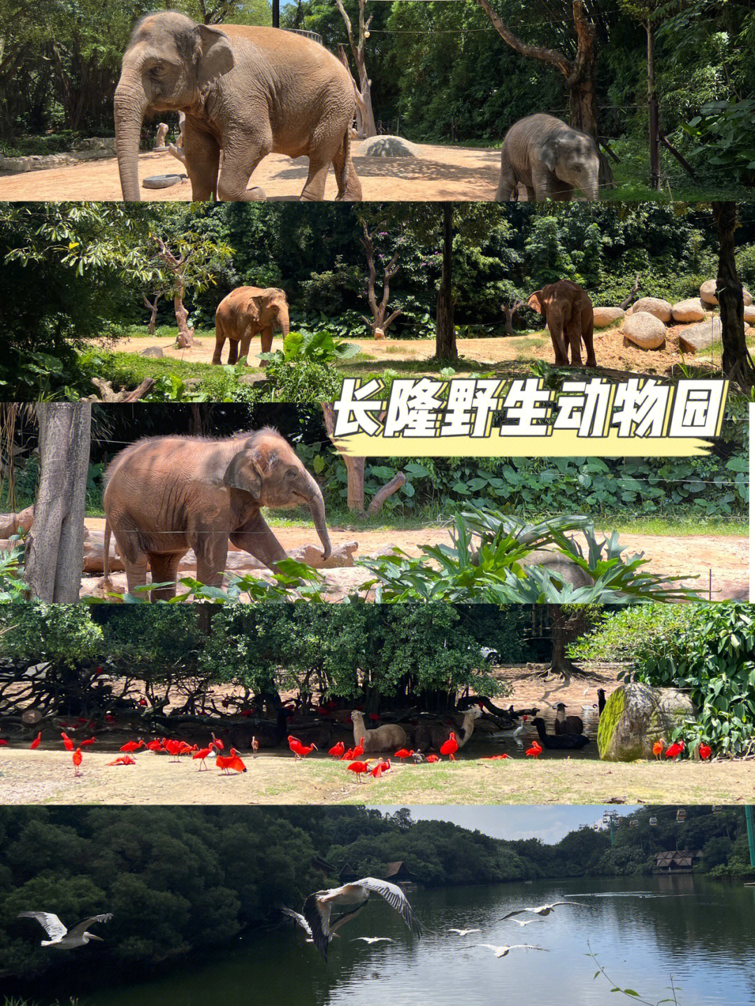 长隆野生动物园全景图图片