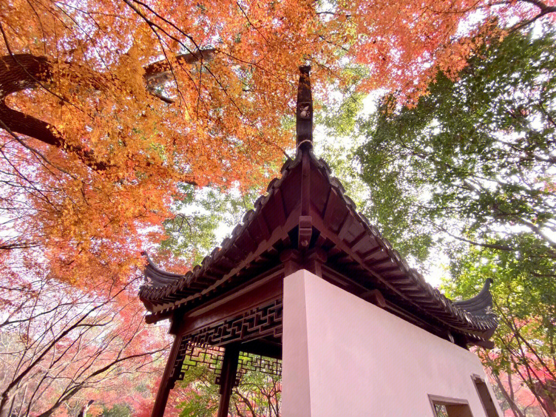 秋霞圃枫叶景色