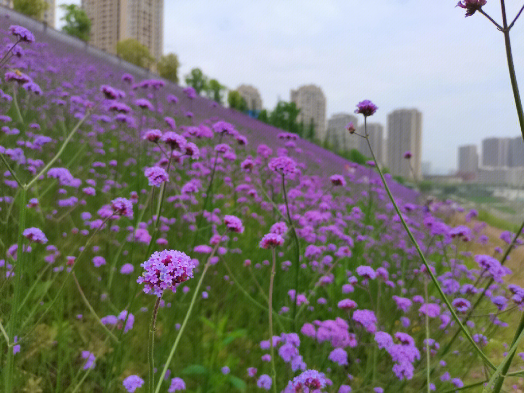 赏马鞭草的心情图片