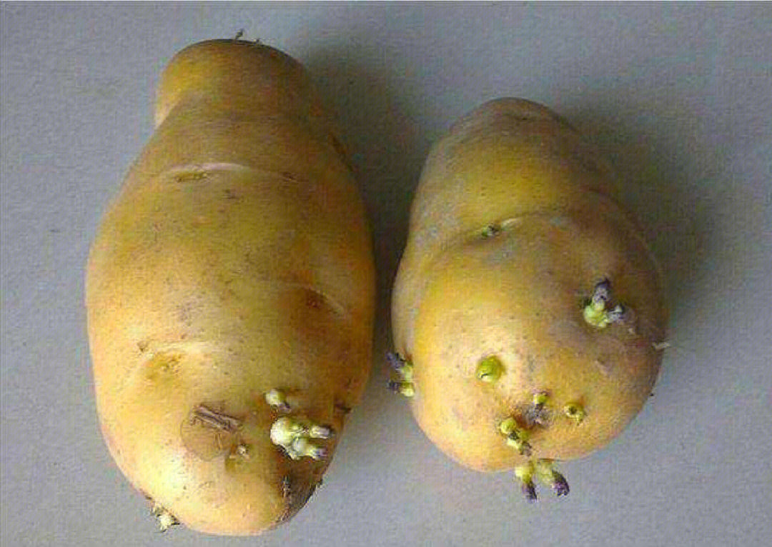 为什么发芽的土豆不能吃