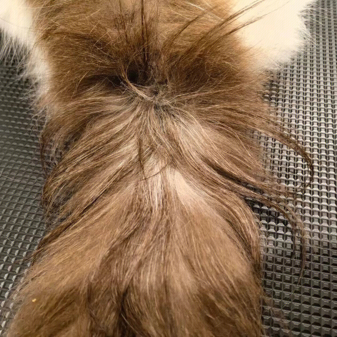 2岁的公猫,有油尾巴,尾部皮肤有粉刺,初步诊断是猫种马尾,采用专用的