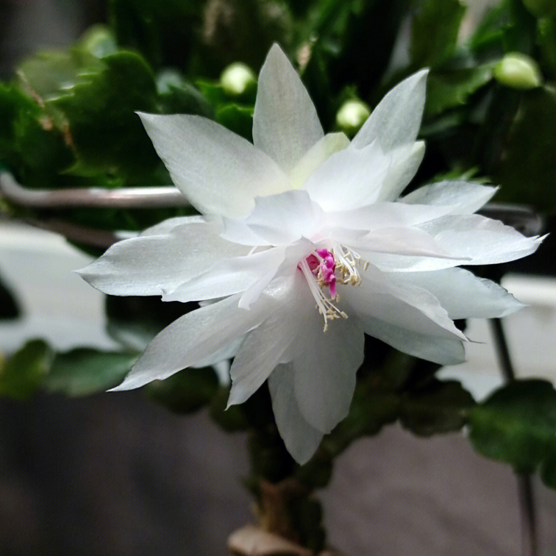 蟹爪兰千叶开花图图片