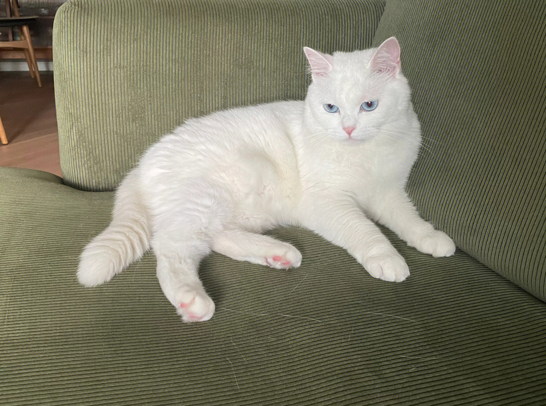 小白猫品种大全及图片图片