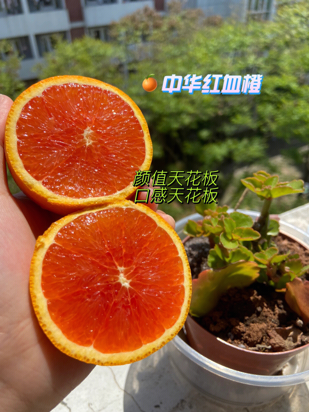前三张图:中华红血橙颜值与实力并存!第一次吃,被整个惊艳!