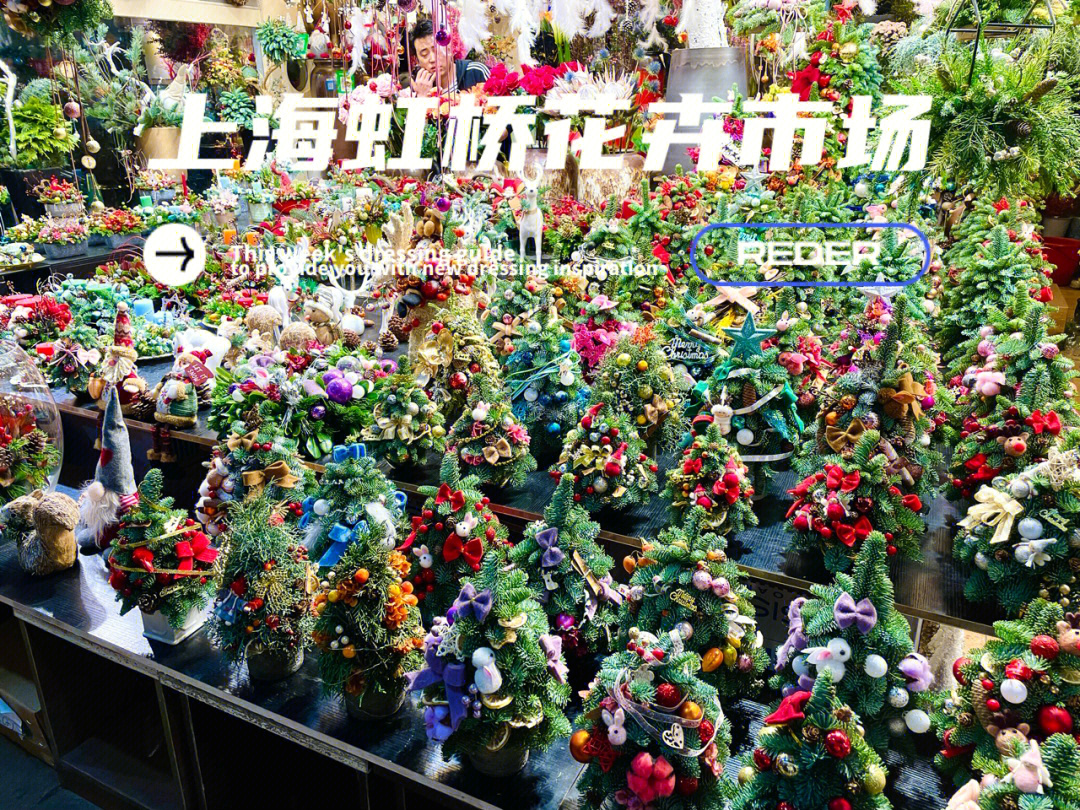 上海虹桥花卉市场圣诞树好看也很贵
