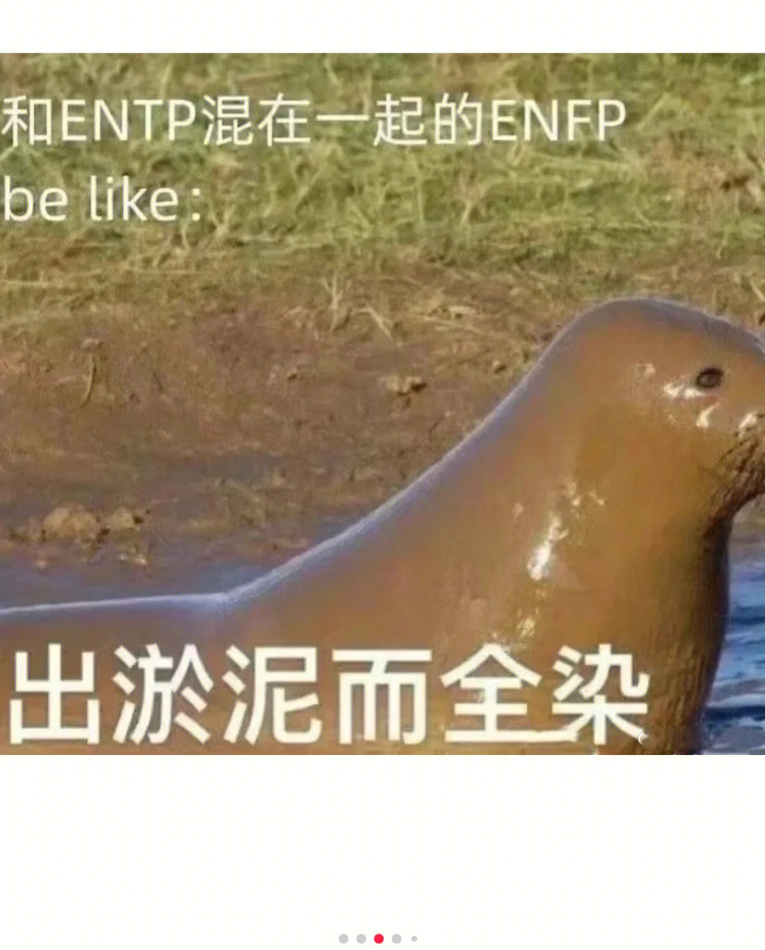 enfp表情包图片