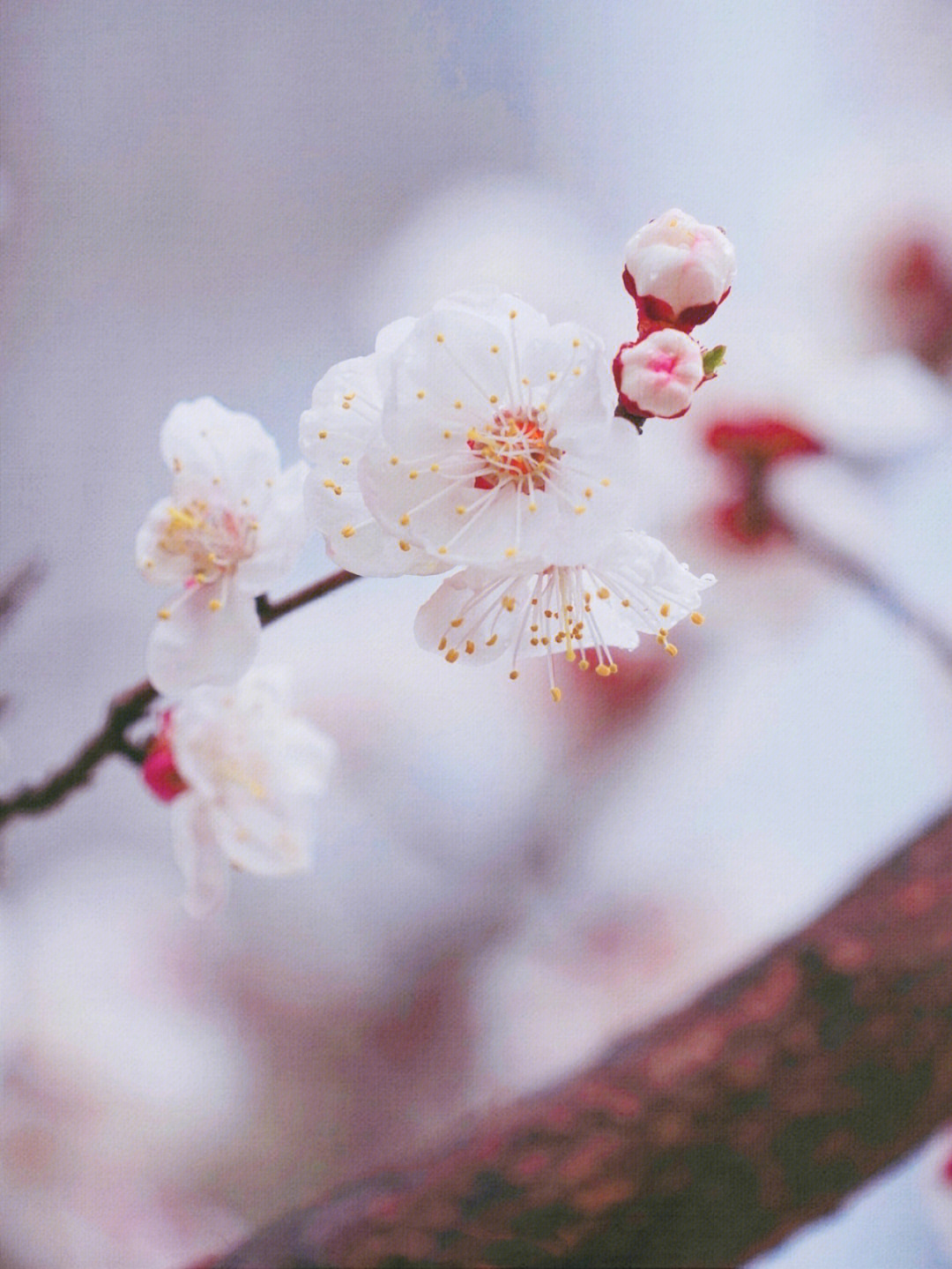 杏花微风轻暖枝枝绽