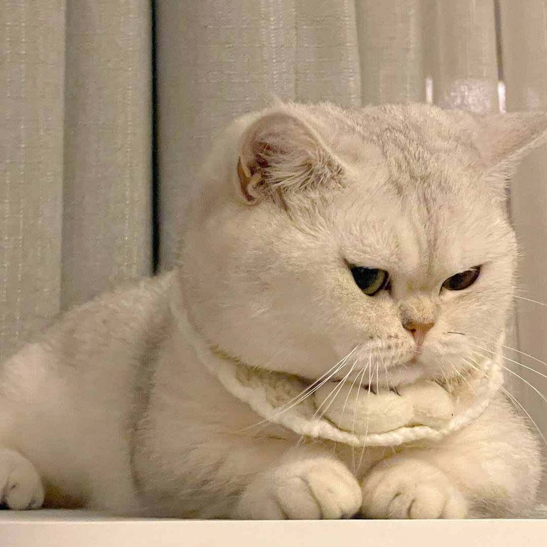 心虚猫猫表情包图片
